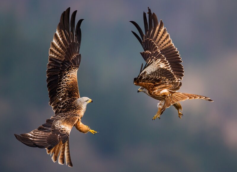 Two Red Kites in Flight — Brown