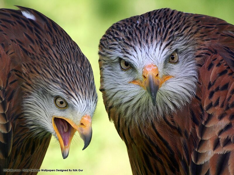 Two Red Kites