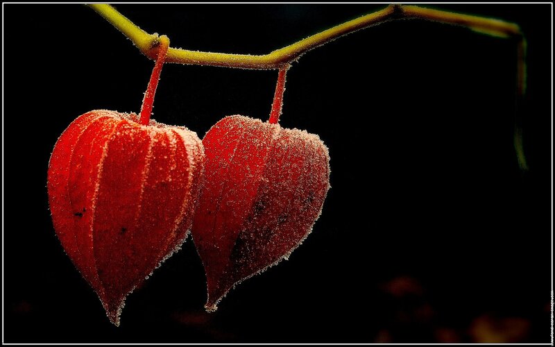 Two Red Lantern Fruits