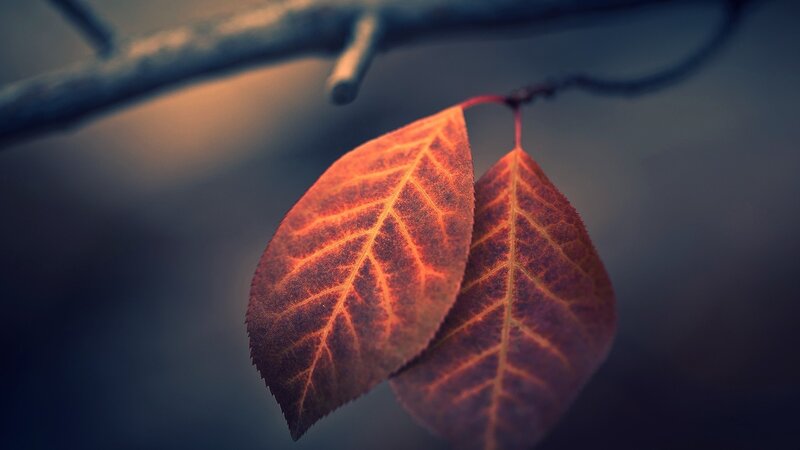 Two Red Leaves on Branch