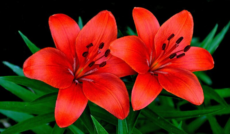 Two red lilies in bloom