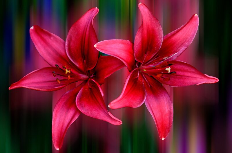 Two Red Lilies
