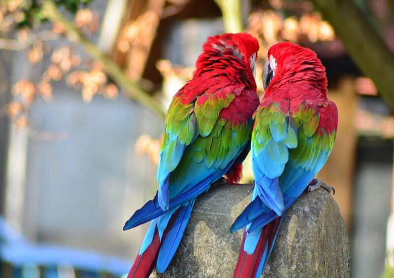 Two Red Macaws — Calm, Afternoon, Photograph
