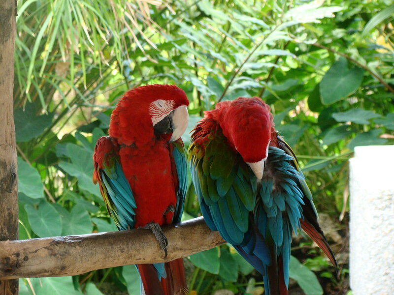 Two Red Macaws — Calm, Afternoon