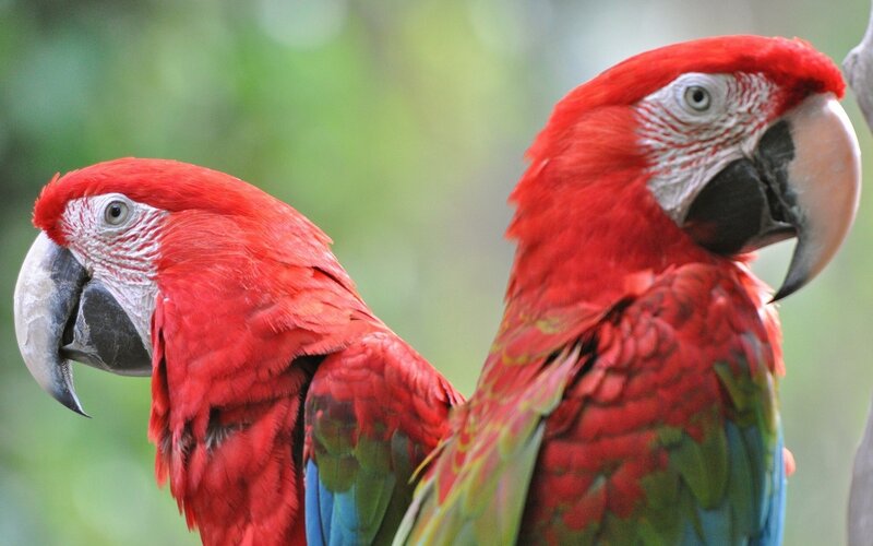 Two Red Macaws — Calm, Photograph, Birds, Green Background