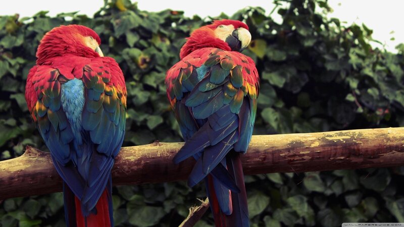 Two Red Macaws — Calm, Photograph, Birds