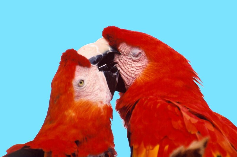 Two Red Macaws — Calm, Photograph, Blue Sky