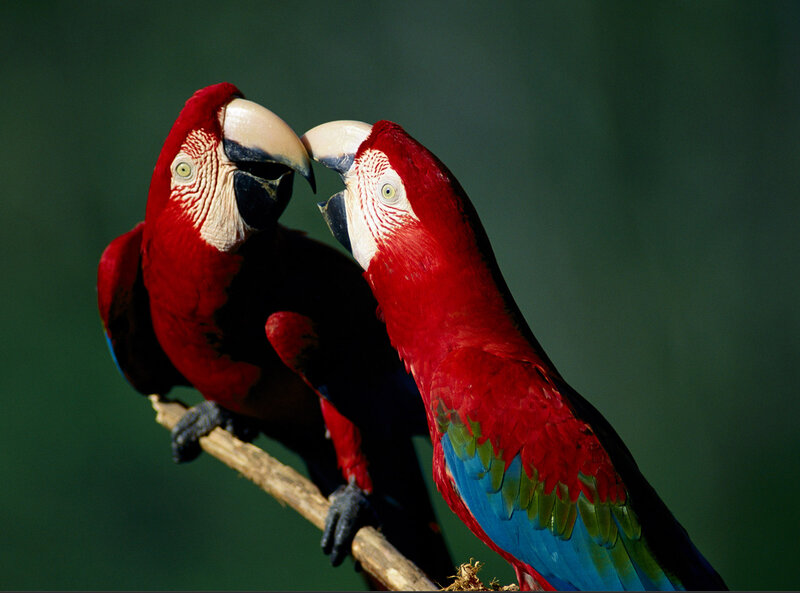 Two Red Macaws — Calm, Photograph