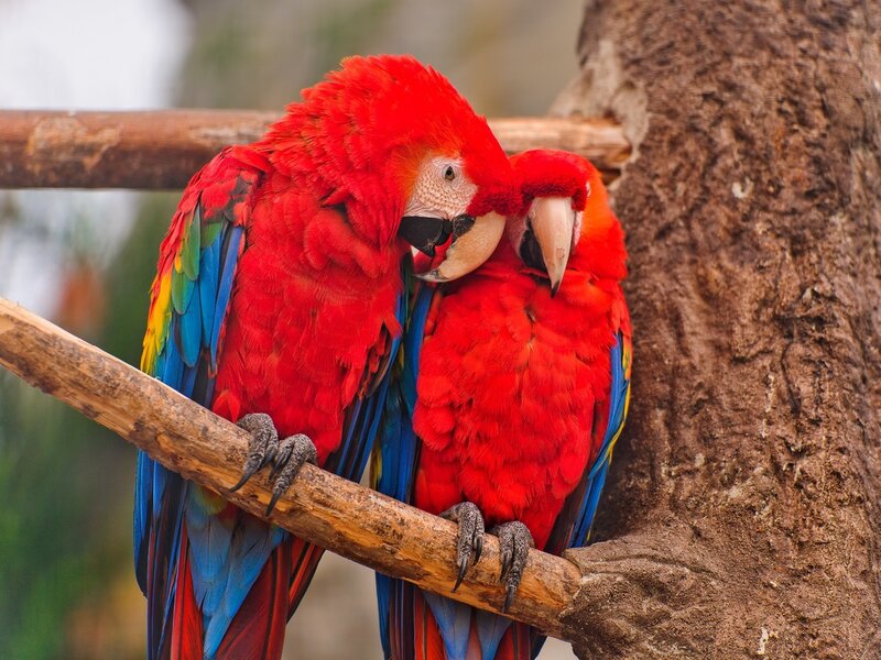 Two Red Macaws — Calm, Photograph, Tree Branch
