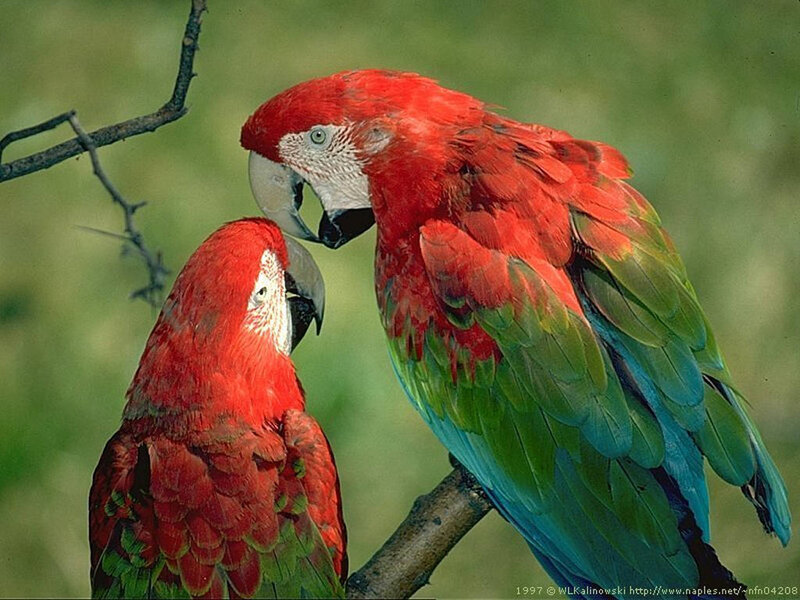 Two Red Macaws — Calm