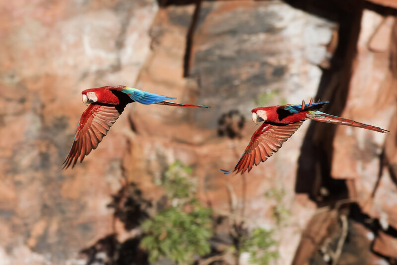 Two Red Macaws Flying