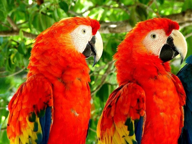 Two red macaws in a tree
