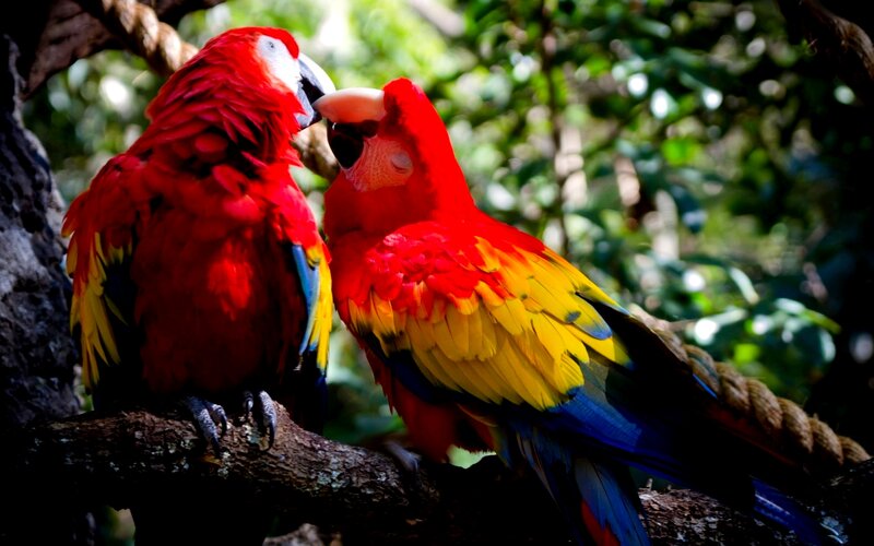 Two Red Macaws — Natural, Afternoon, Photograph
