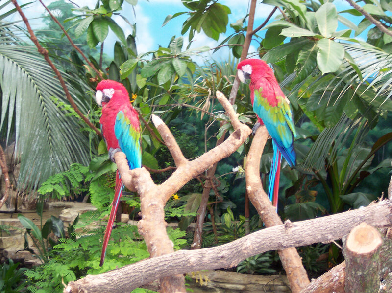 Two Red Macaws — Natural, Afternoon
