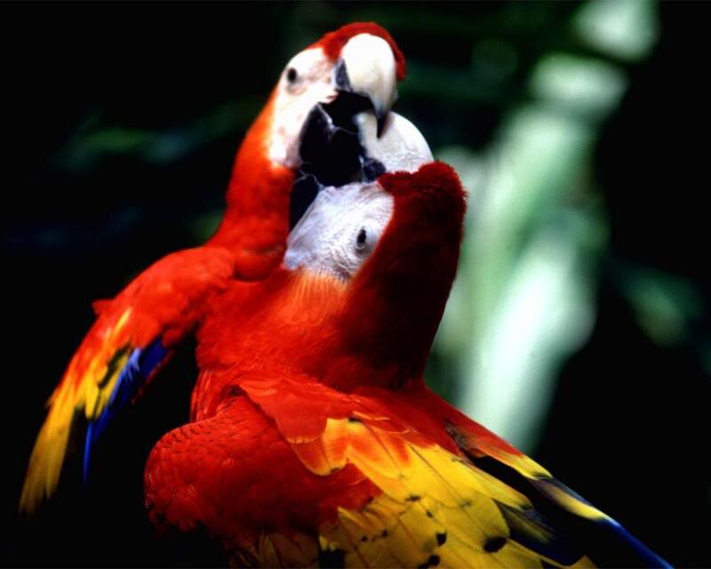 Two Red Macaws — Natural, Photograph