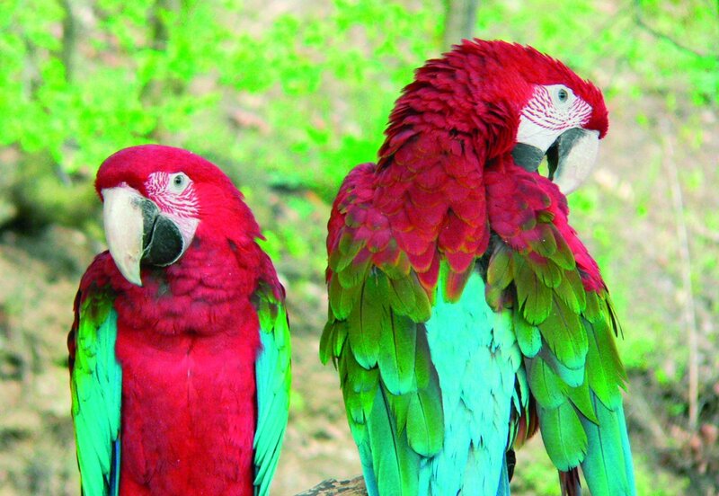 Two Red Macaws — Natural, Spring