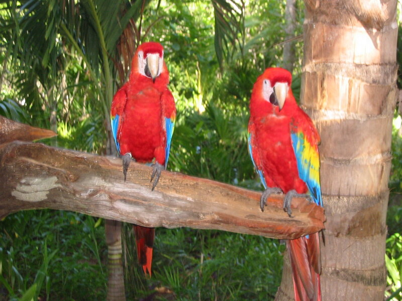Two Red Macaws — Natural