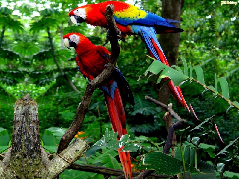 Two Red Macaws on Branch — Natural, Afternoon, Photograph
