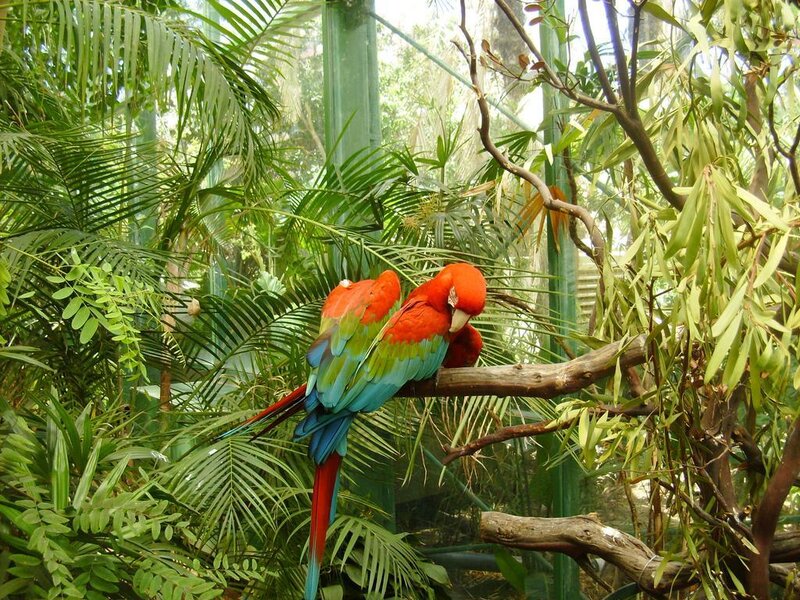 Two Red Macaws on Branch — Natural, Afternoon