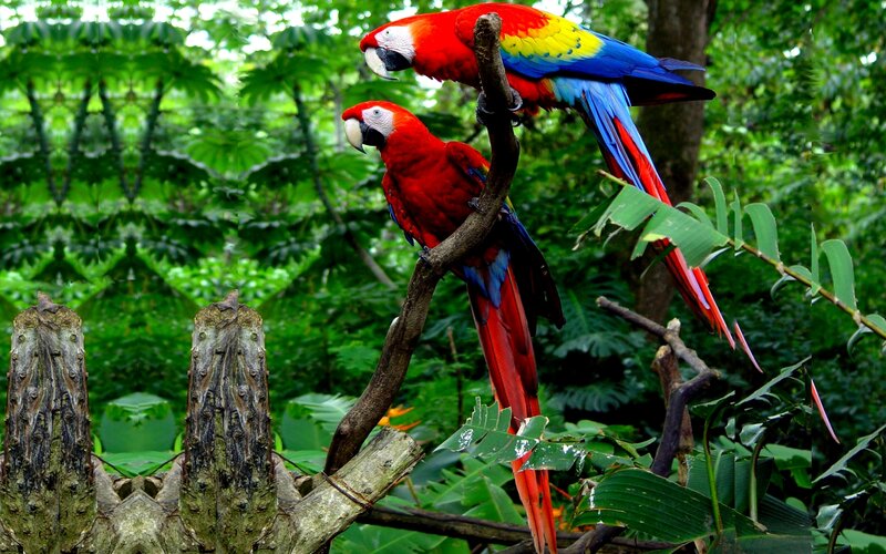 Two Red Macaws on Branch — Natural