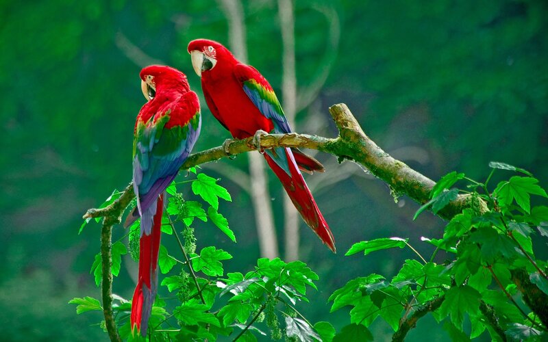 Two Red Macaws on Branch — Serene, Photograph