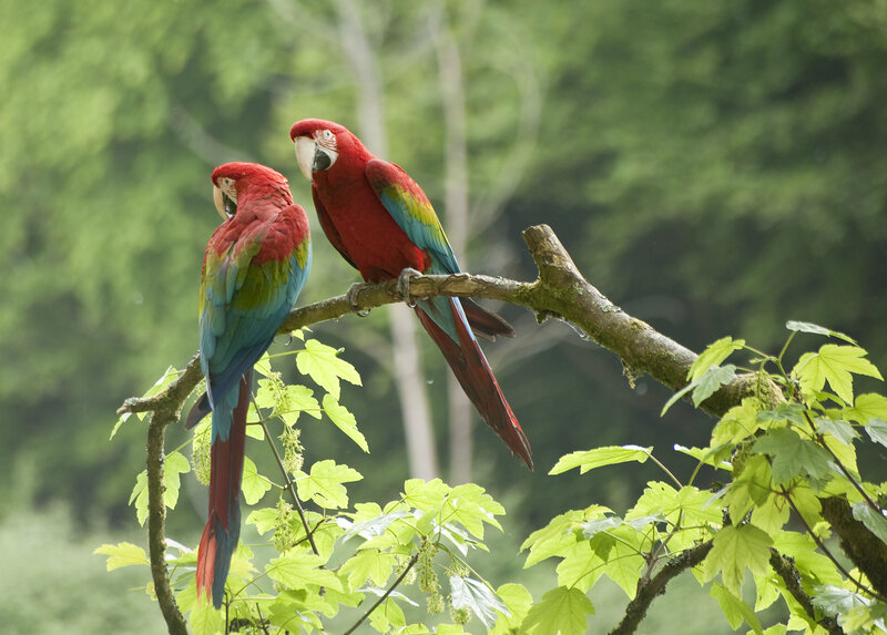 Two Red Macaws on Branch — Serene
