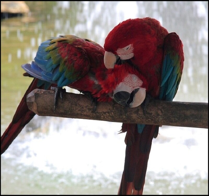 Two Red Macaws on Branch