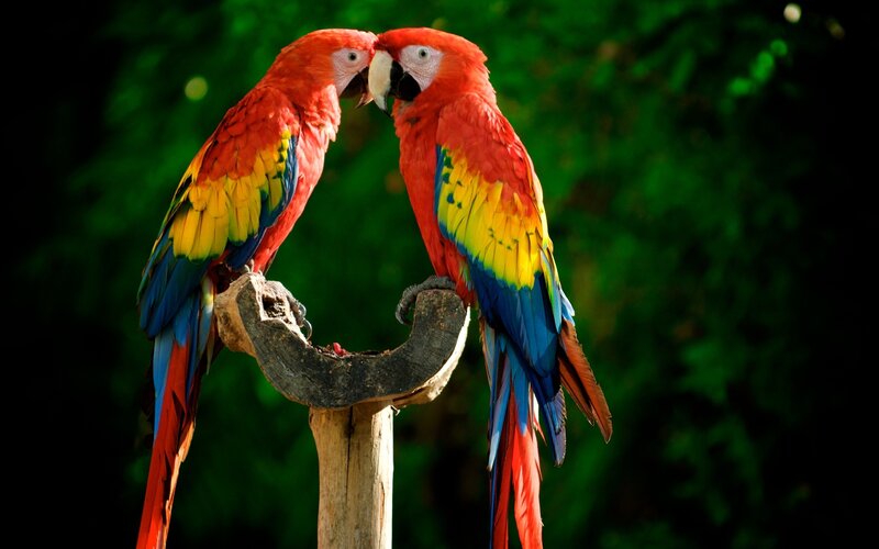 Two Red Macaws — Peaceful