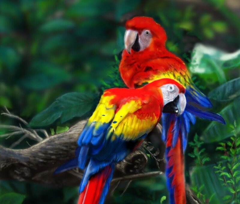 Two Red Macaws
