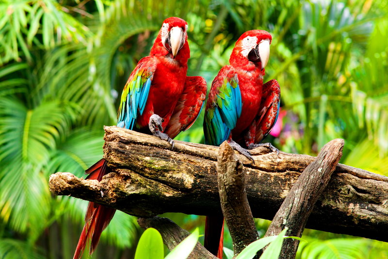 Two Red Macaws — Tropical