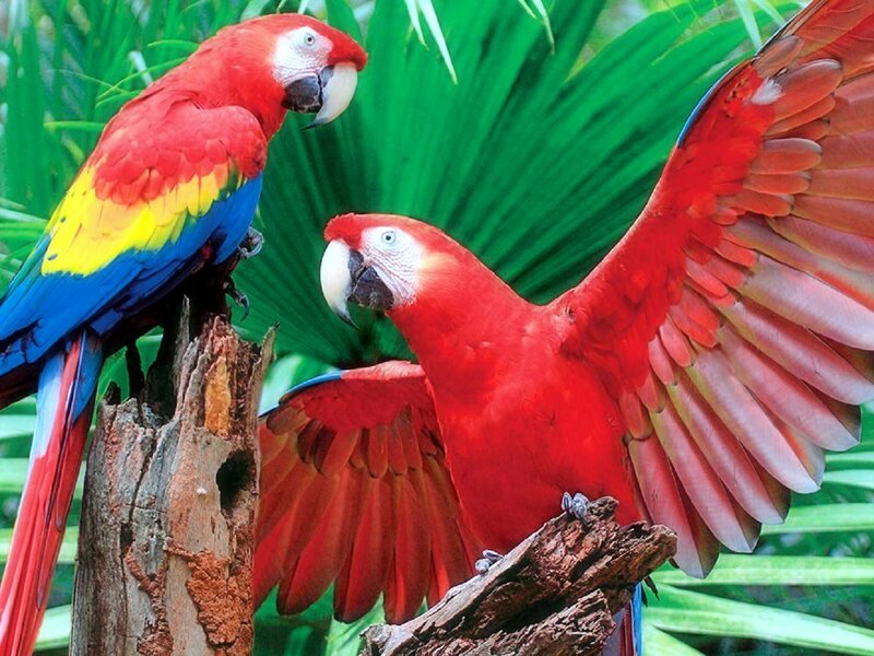 Two Red Macaws — Vibrant, Photograph, Parrots