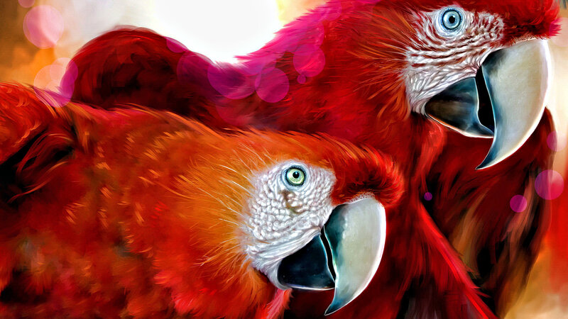 Two Red Macaws — Vibrant