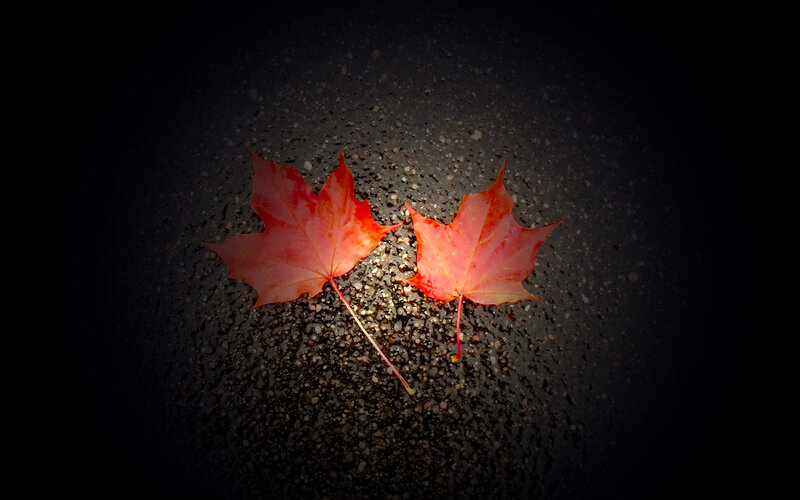 Two Red Maple Leaves