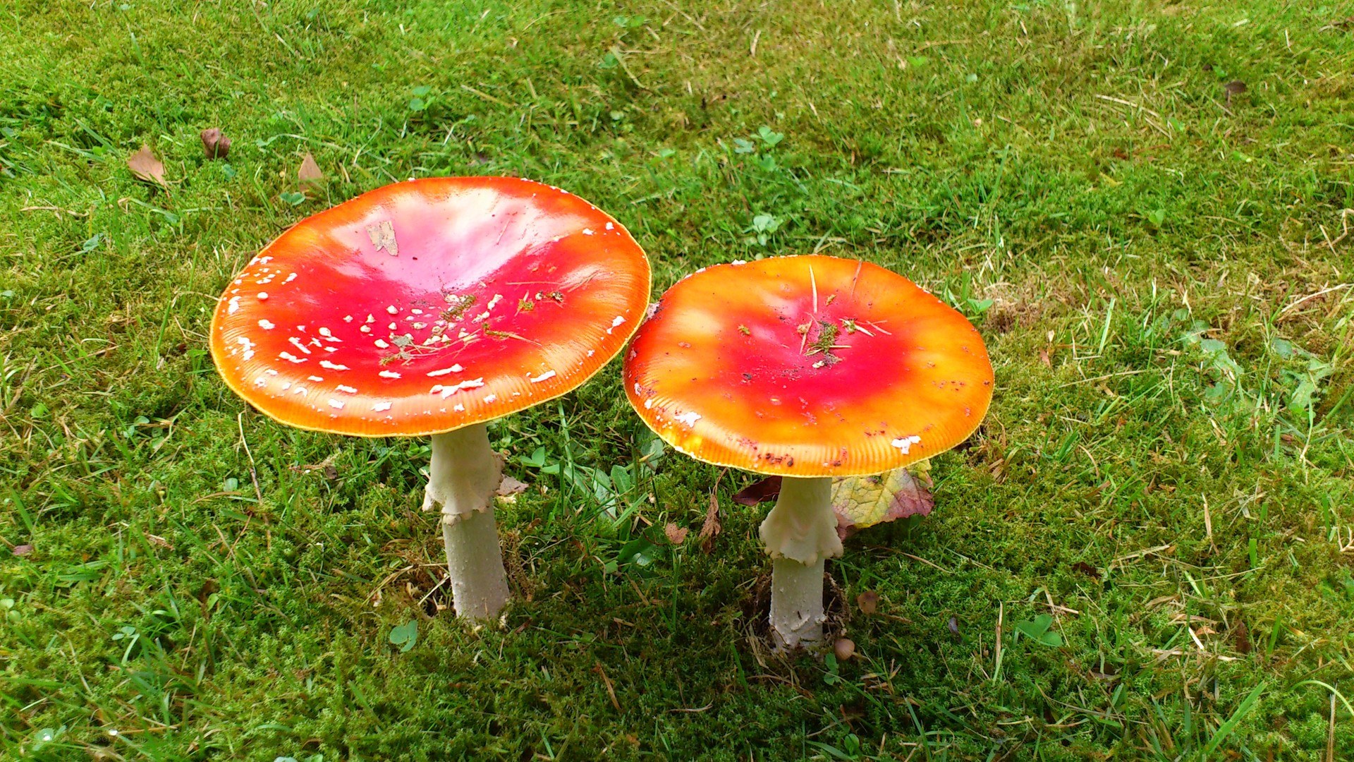 Two red mushrooms in grass
