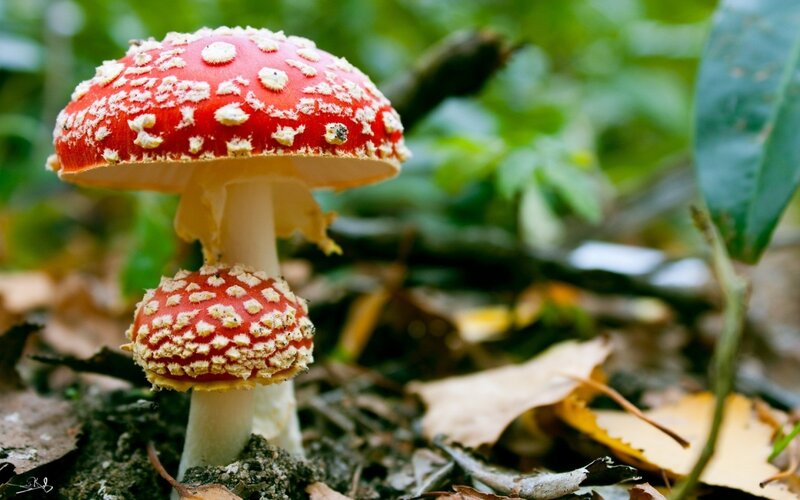 Two Red Mushrooms — Natural, Autumn