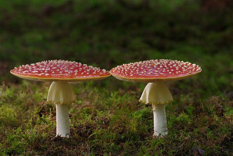 Two Red Mushrooms