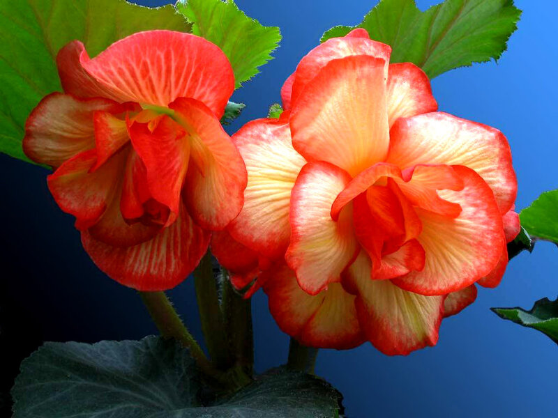 Two Red-orange Begonia Flowers