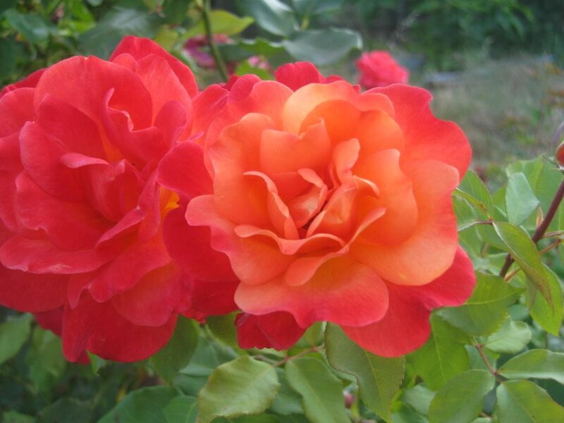 Two Red-orange Roses