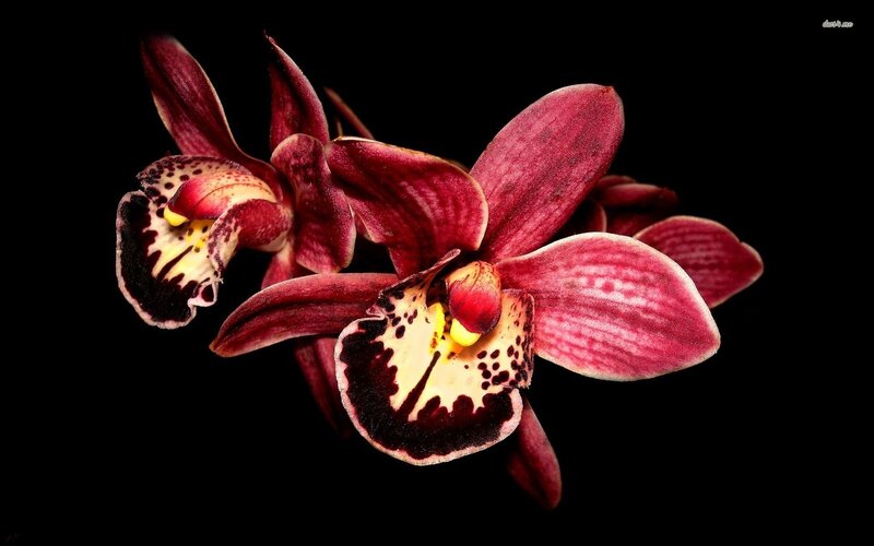 Two Red Orchid Flowers