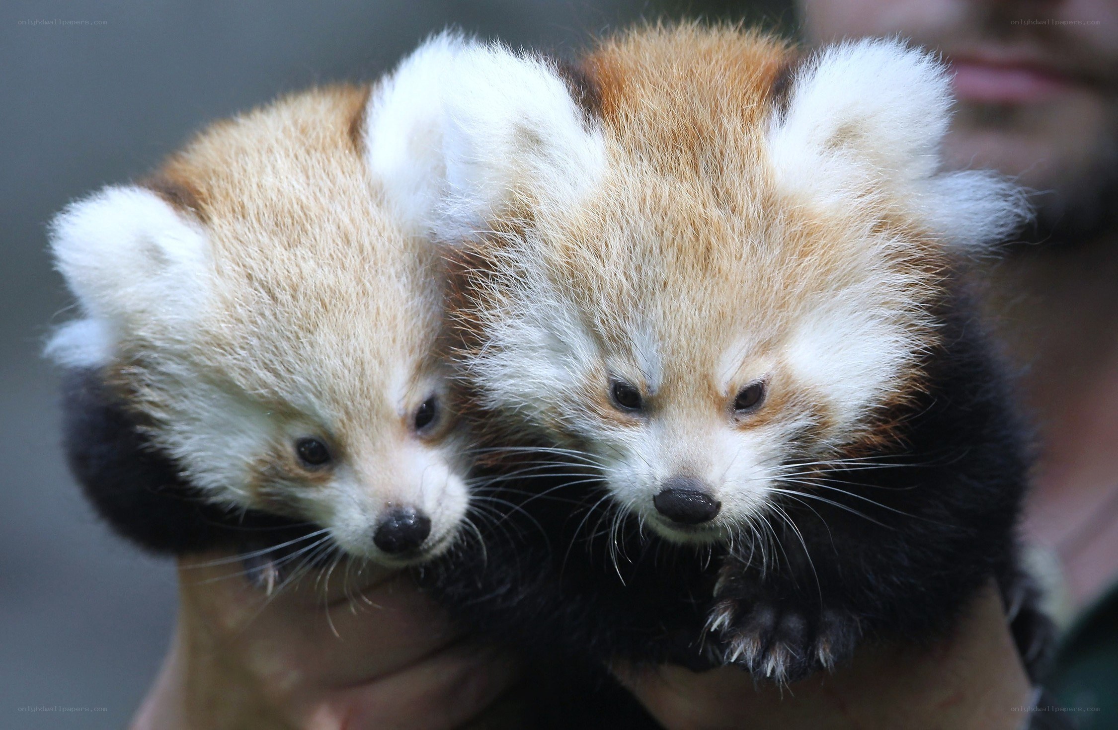 Two red panda cubs being held