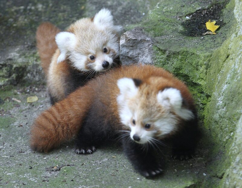 Two Red Panda Cubs — Brown