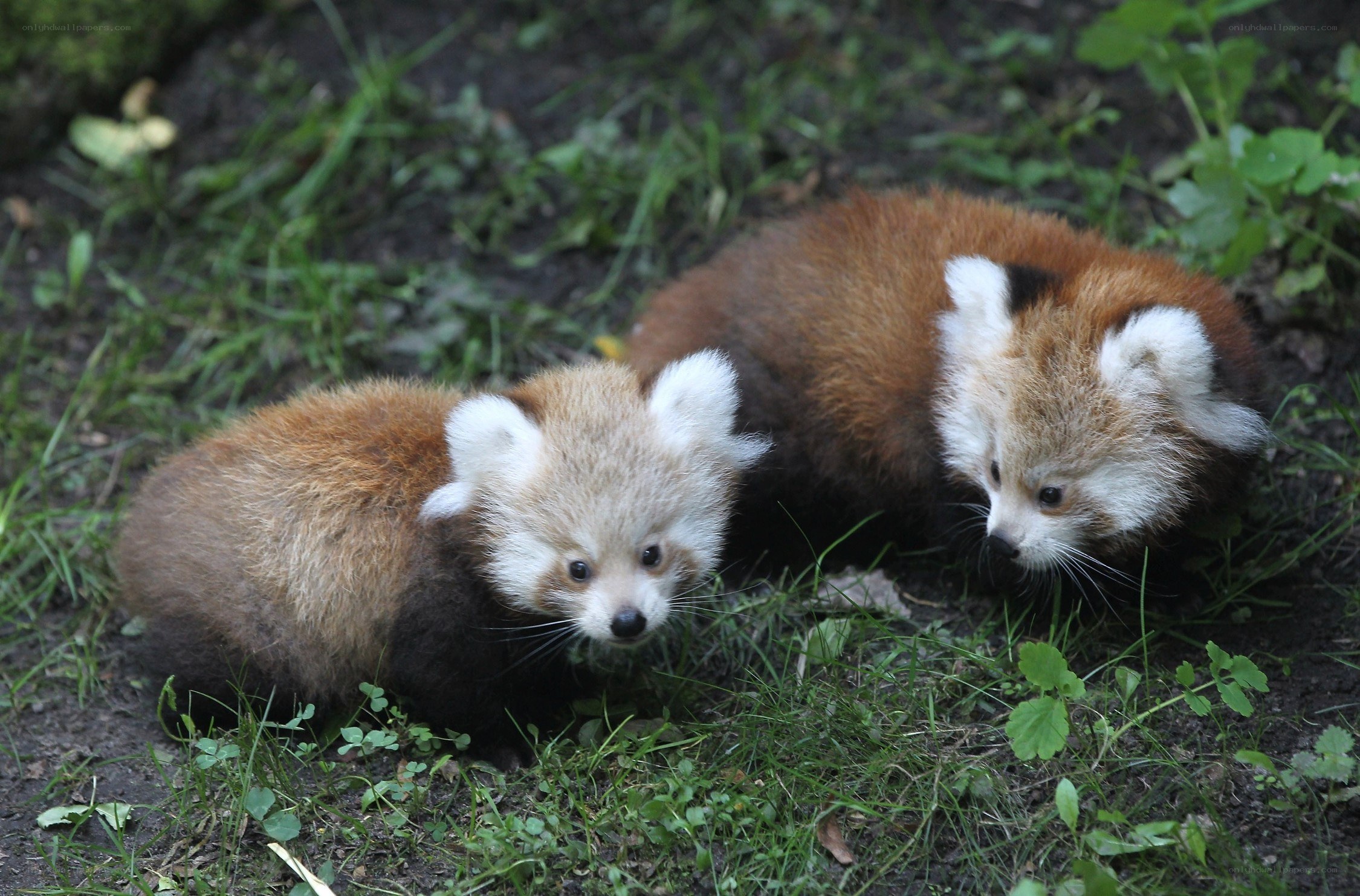 Two red panda cubs in grass