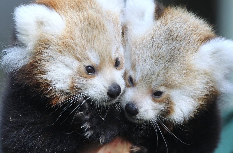 Two Red Panda Cubs