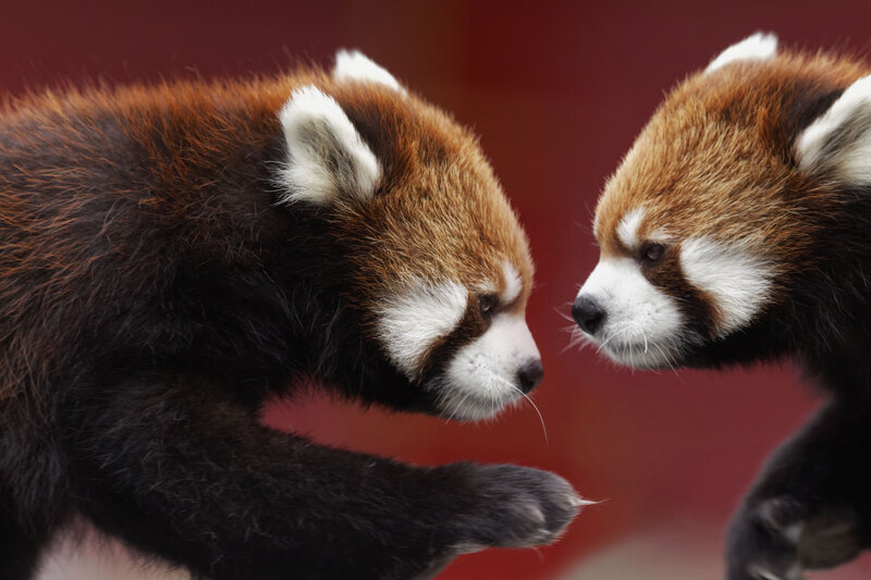 Two Red Pandas Facing