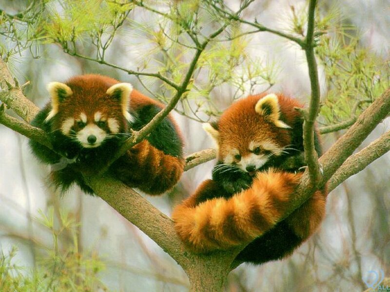 Two Red Pandas in Tree