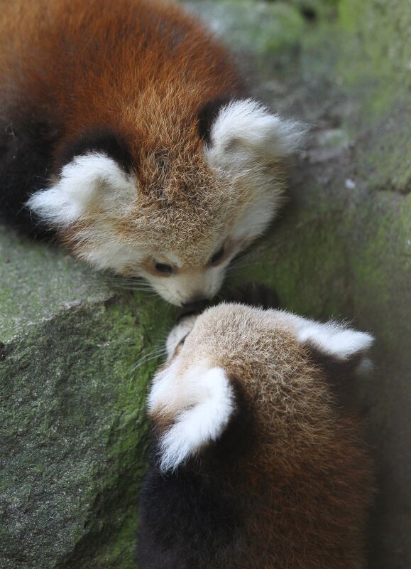 Two red pandas interacting