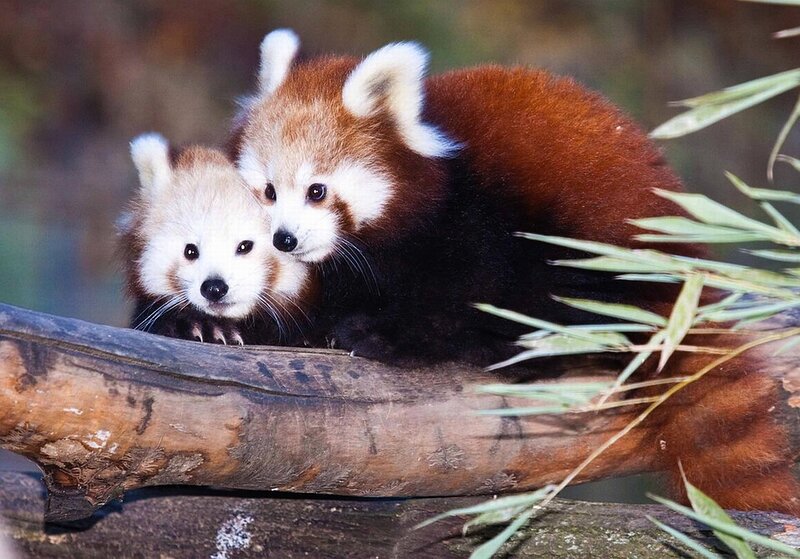 Two Red Pandas on Branch