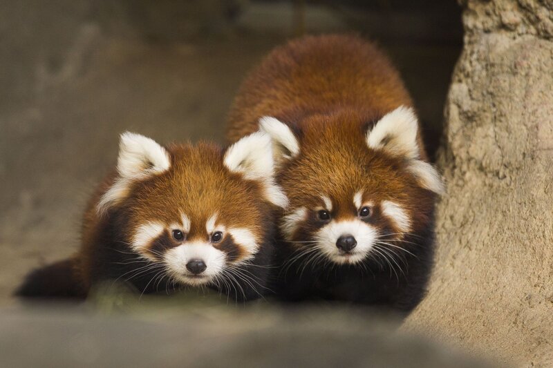 Two Red Pandas