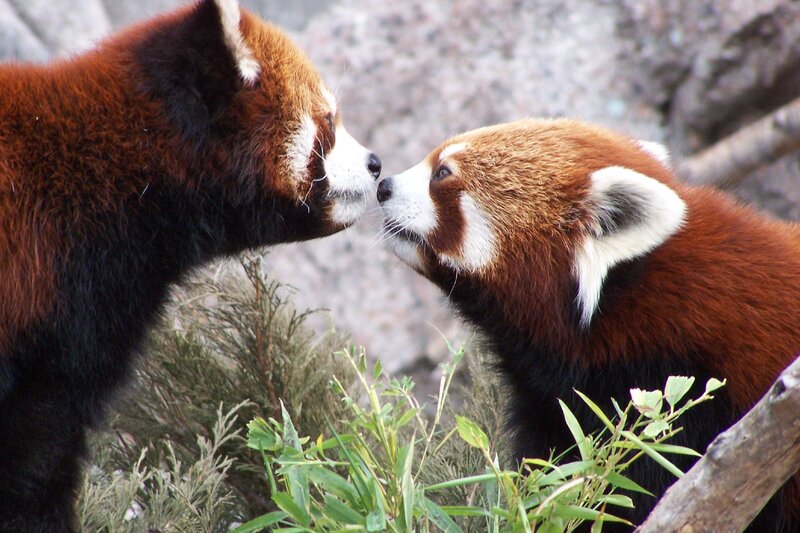 Two red pandas touching noses