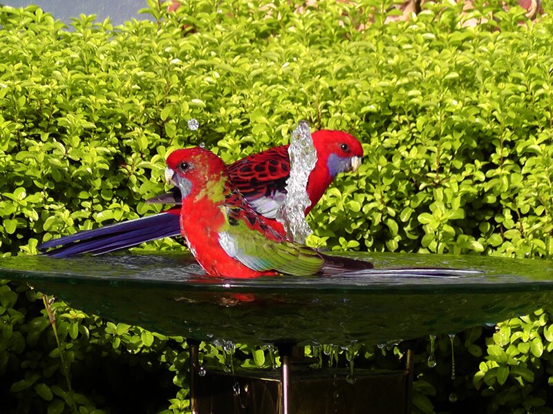 Two Red Parrots Bathing